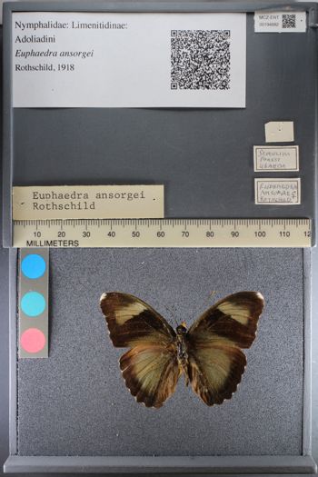 Media type: image;   Entomology 194882